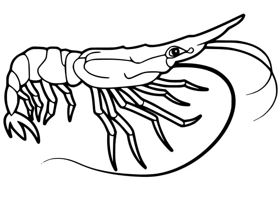 Creveți simplu la copii Fise de colorat cu Creveți simplu la copii