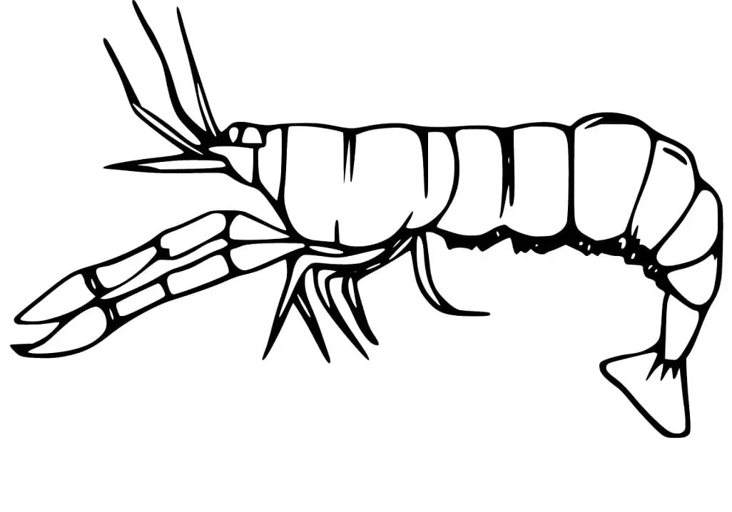 Desenează Creveți bazic Fise de colorat cu Desenează Creveți bazic