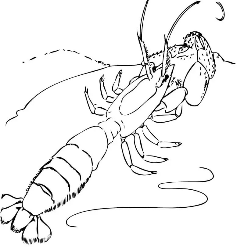 Desenează Creveți imprimabile pentru copii Fise de colorat cu Desenează Creveți imprimabile pentru copii