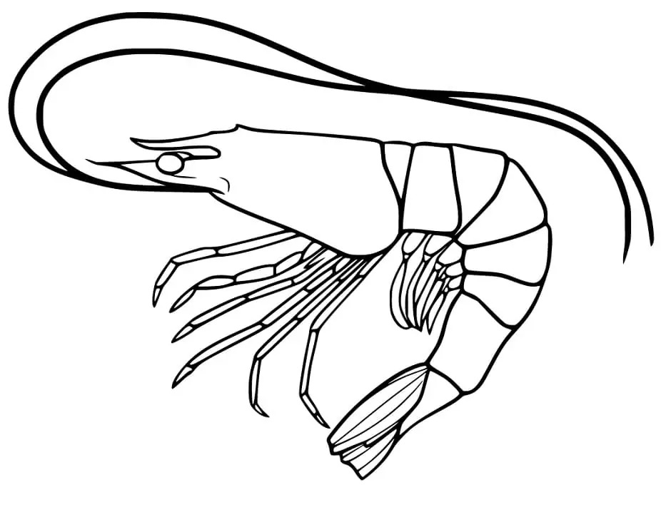 Fise de colorat cu Crevetă gratuit pentru copii