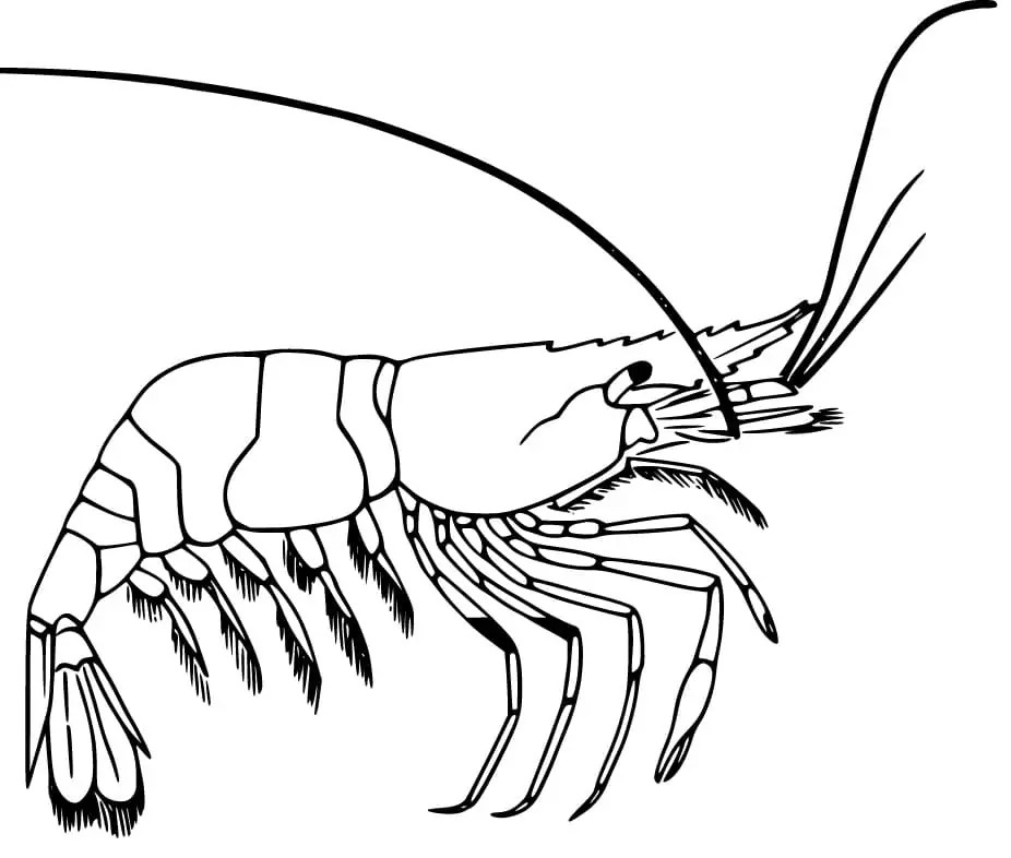 Fise de colorat cu Crevetă imprimabil pentru copii