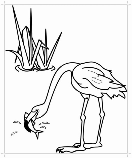Fise de colorat cu Desenează Flamingo imprimabil gratuit simplu