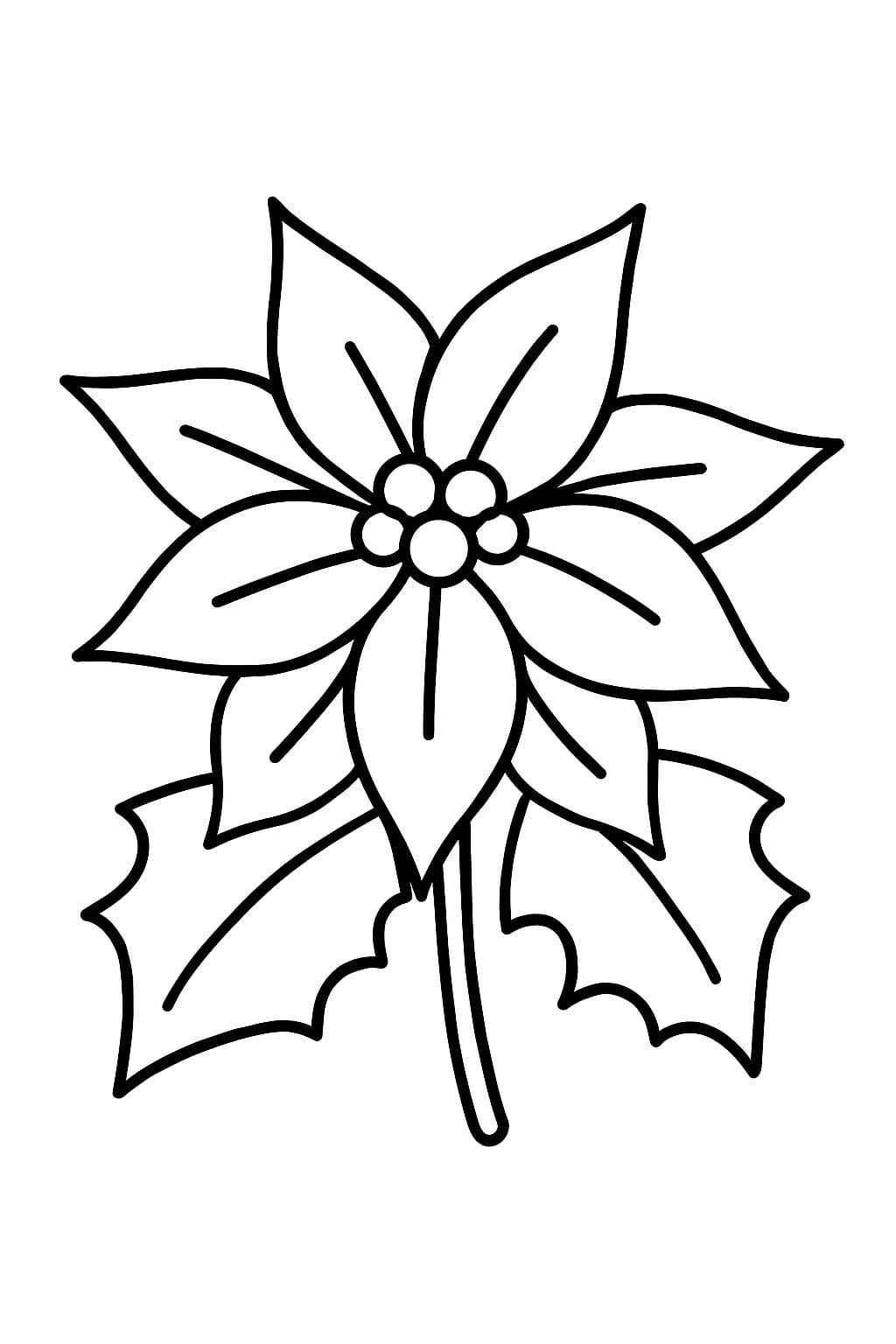 Fise de colorat cu Desenează Poinsettia 1