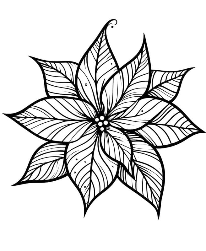 Fise de colorat cu Desenează Poinsettia 5