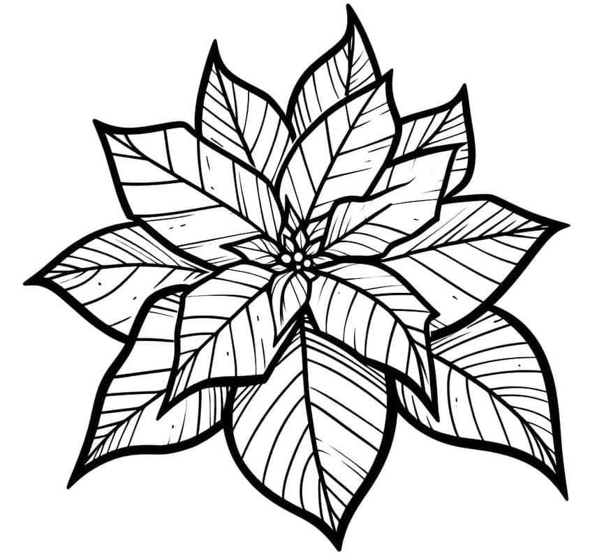 Fise de colorat cu Desenează Poinsettia 6