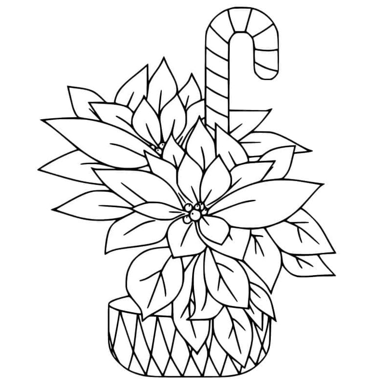 Fise de colorat cu Desenează Poinsettia imprimabil gratuit bazic