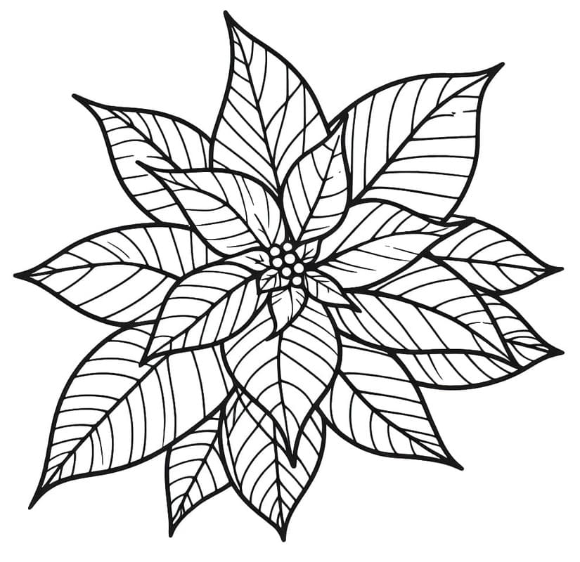 Fise de colorat cu Desenează Poinsettia imprimabil gratuit