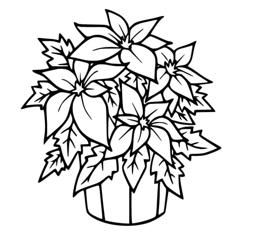 Fise de colorat cu Desenează Poinsettia uşor