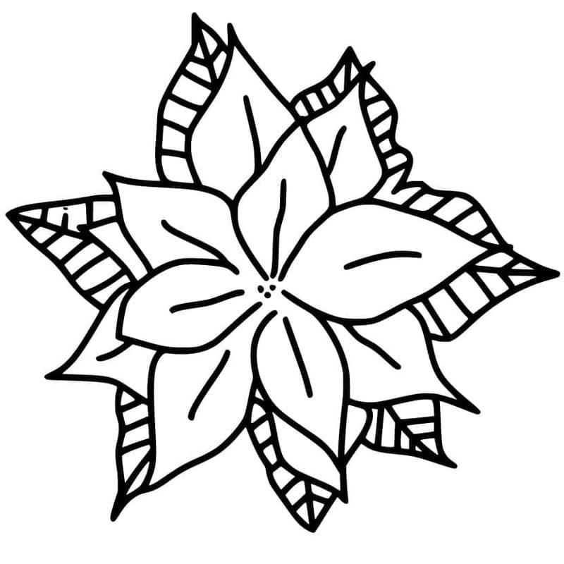 Fise de colorat cu Poinsettia gratuit