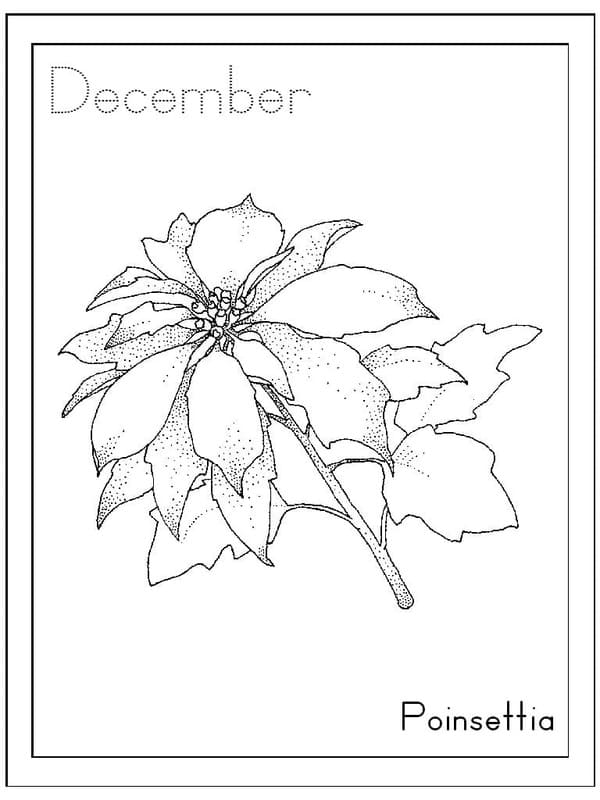 Fise de colorat cu Poinsettia imprimabil