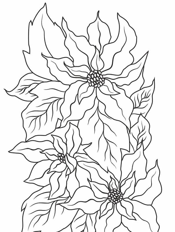Fise de colorat cu Poinsettia pentru copii