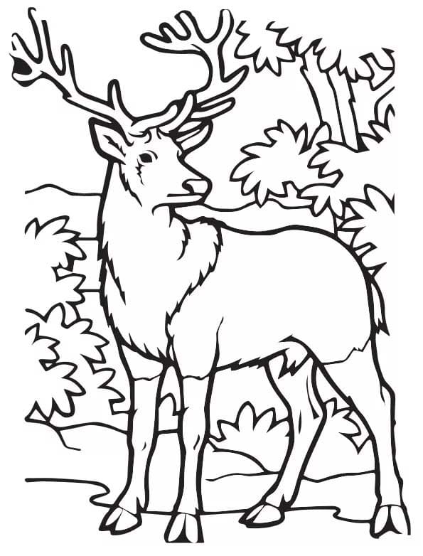 Fise de Colorat cu Desenează Elan