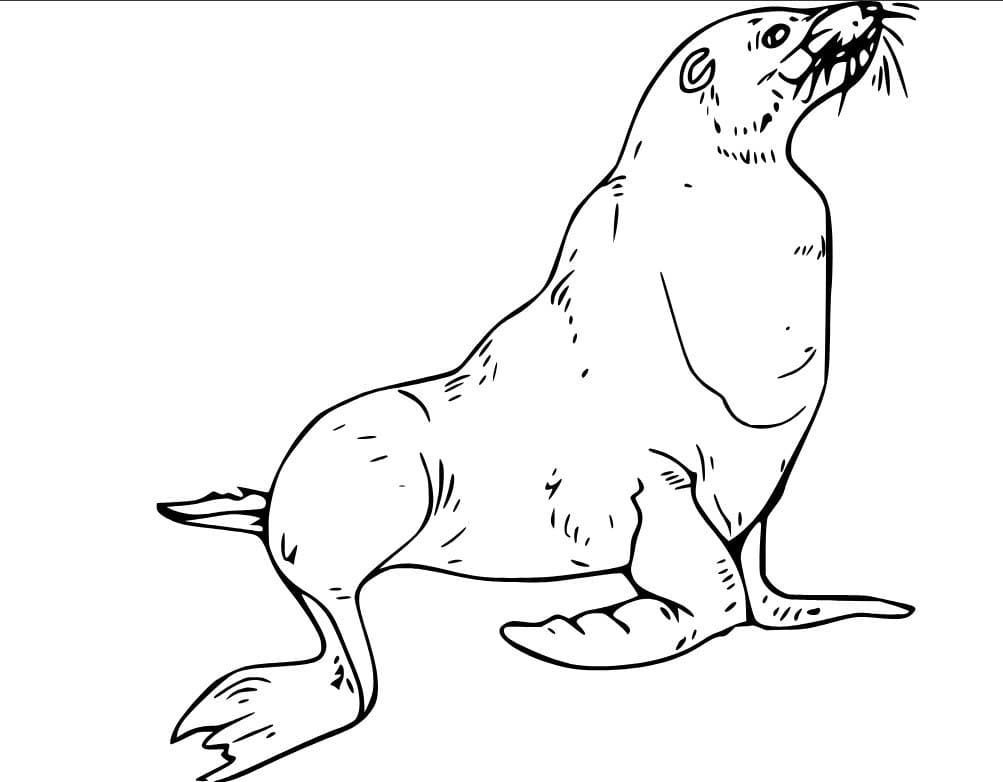 Fise de colorat cu Desenează Leu de Mare gratuit bazic