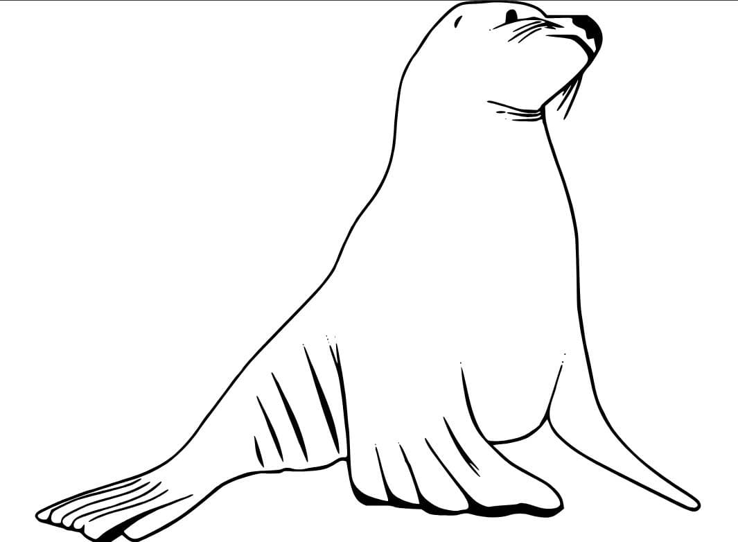 Fise de colorat cu Desenează Leu de Mare gratuit uşor