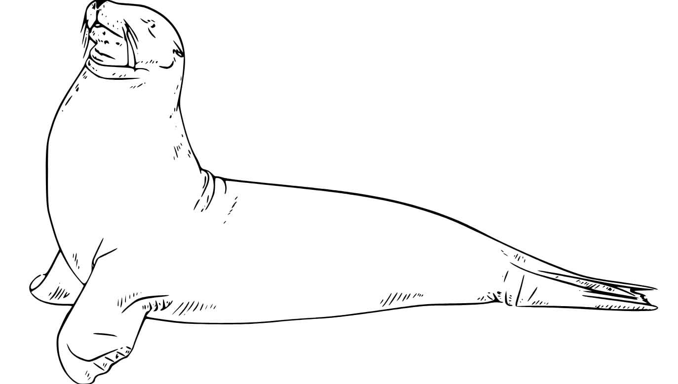 Fise de colorat cu Desenează Leu de Mare imprimabil gratuit bazic