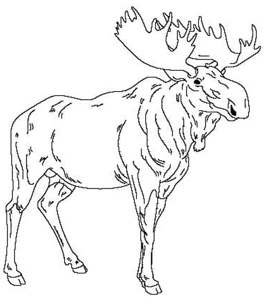 Fise de Colorat cu Elan imprimabil bazic