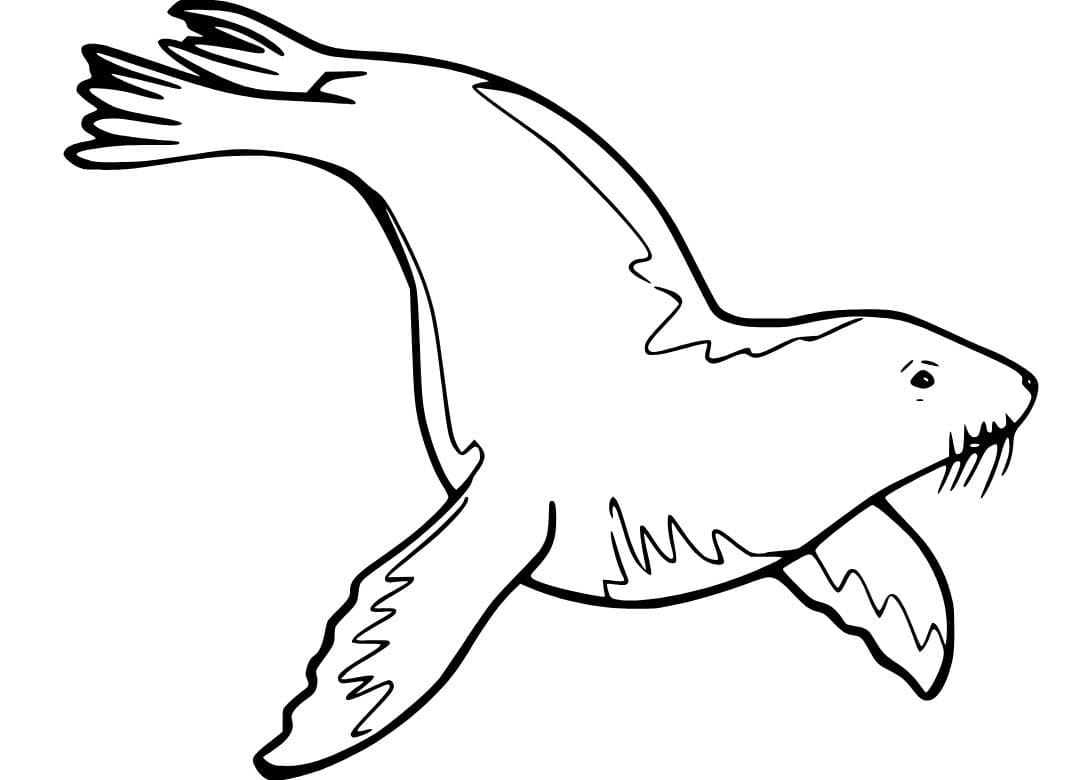 Fise de colorat cu Leu de Mare imprimabil bazic