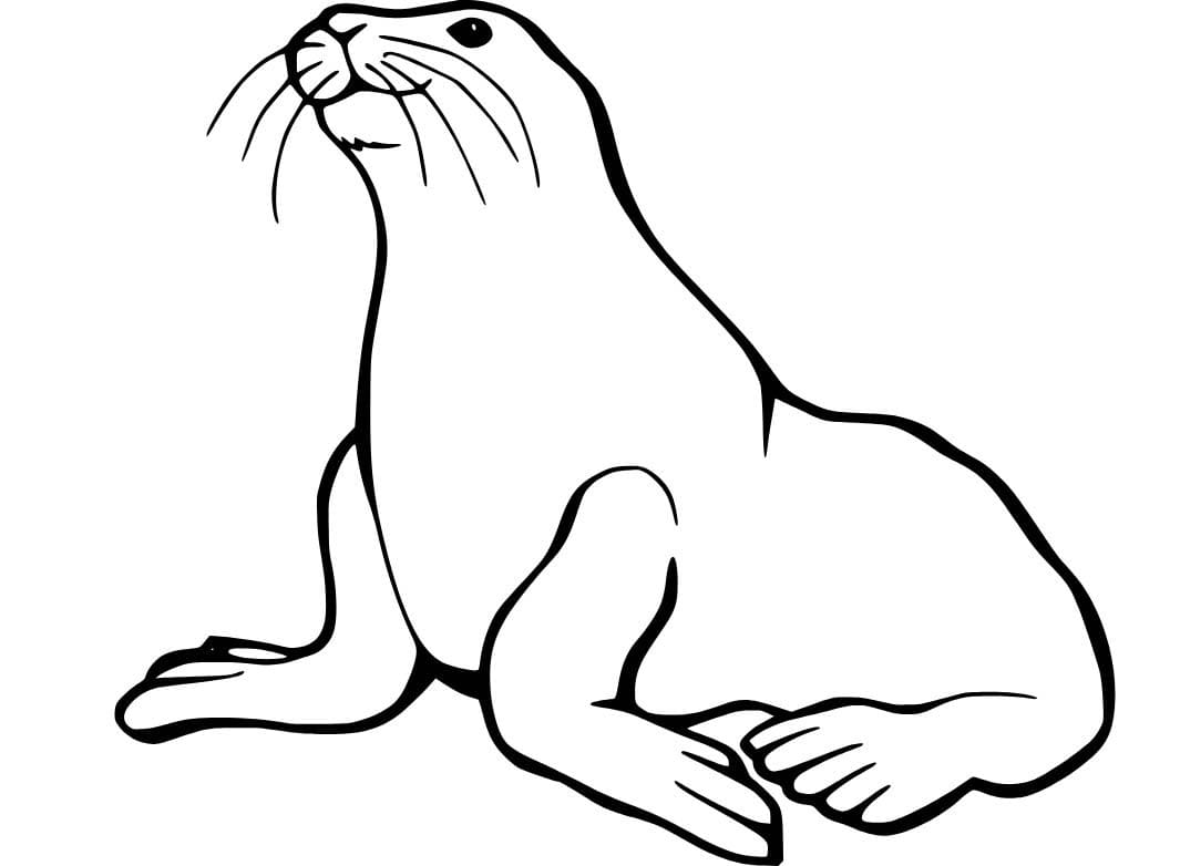 Fise de colorat cu Leu de Mare imprimabil gratuit pentru copii