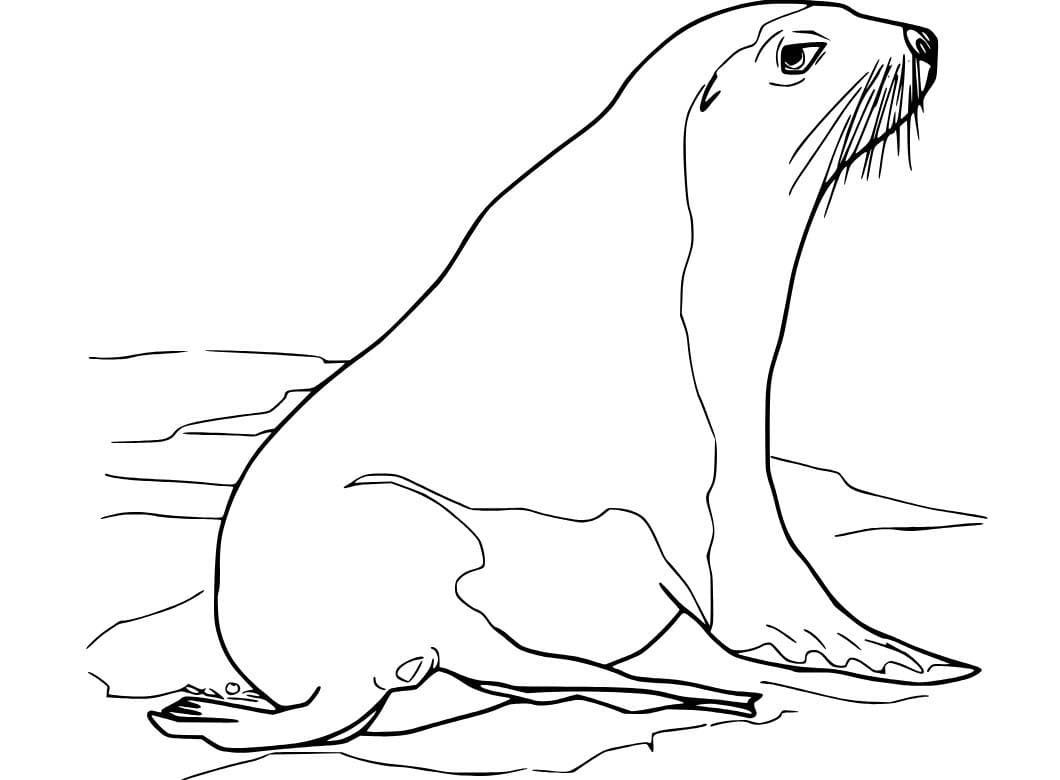 Fise de colorat cu Leu de Mare imprimabil simplu