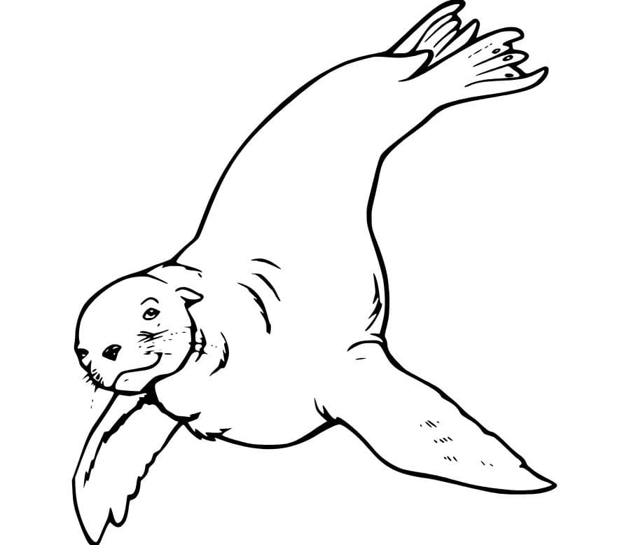 Fise de colorat cu Leu de Mare pentru copii