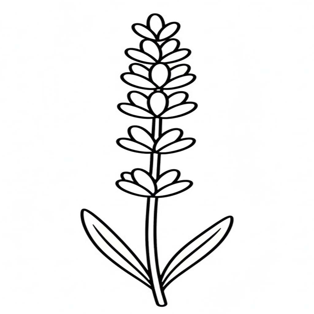 Fise de colorat cu Desenează Lavandă bazic