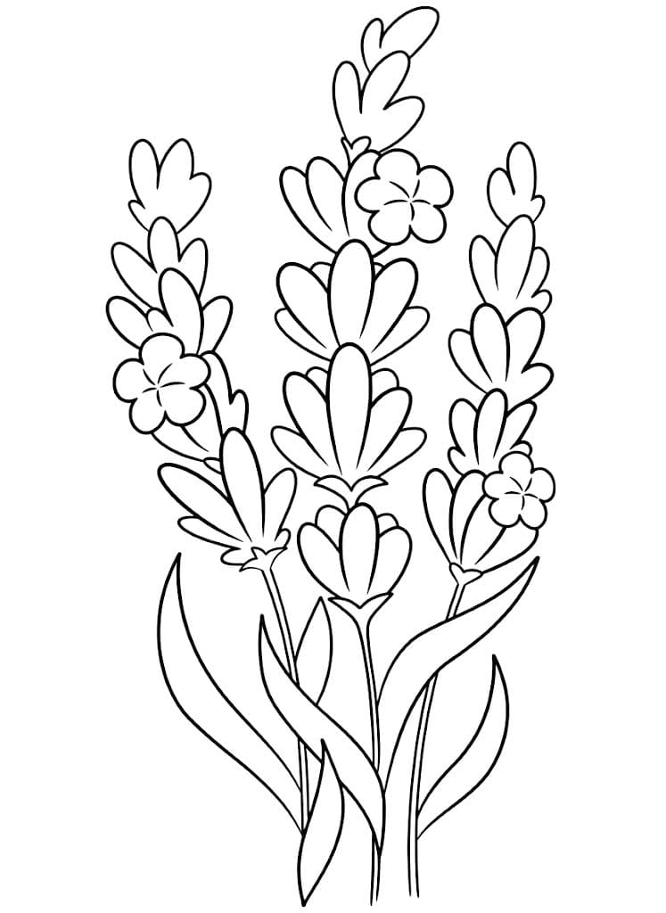 Fise de colorat cu Desenează Lavandă imprimabil gratuit bazic