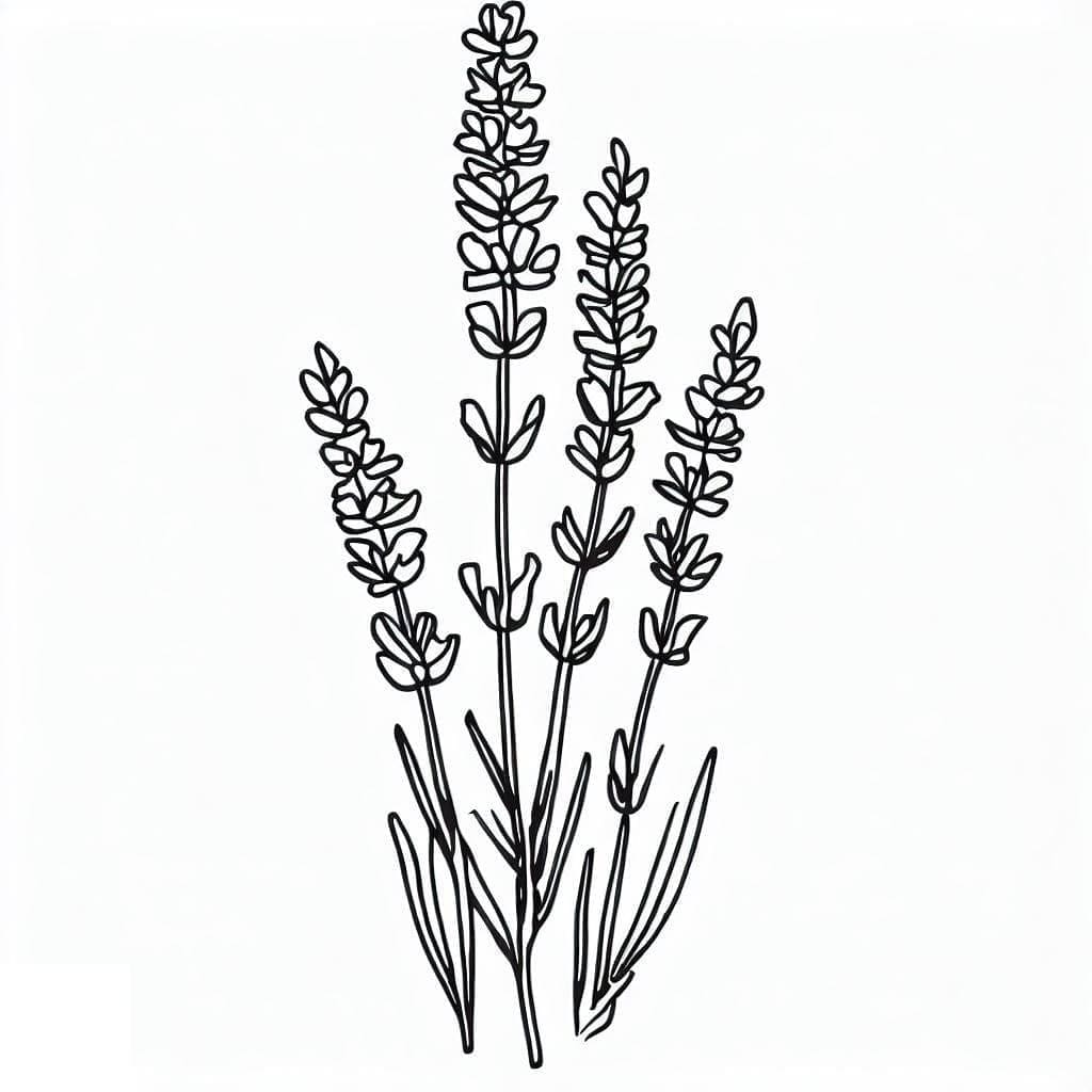 Fise de colorat cu Desenează Lavandă imprimabil gratuit uşor