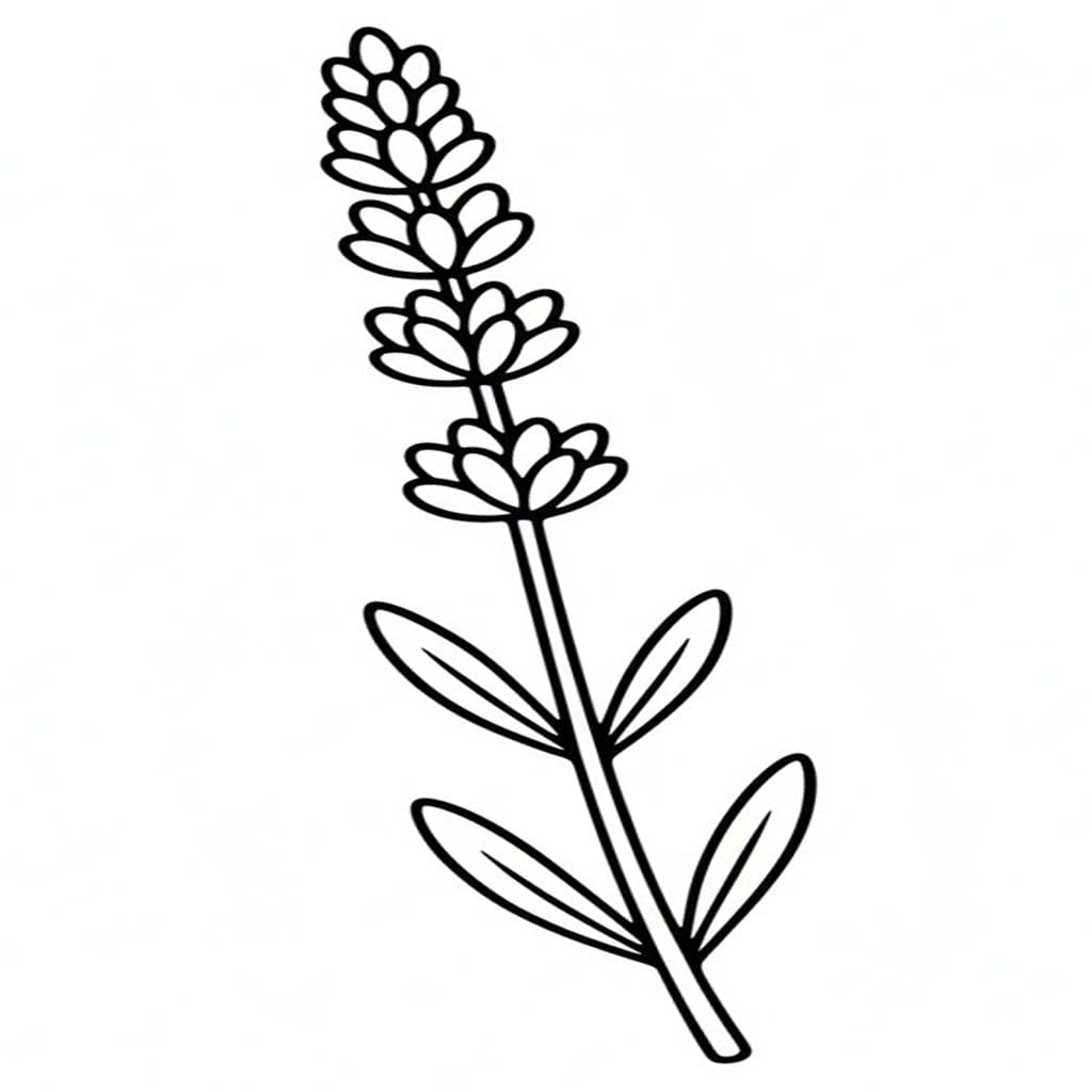 Fise de colorat cu Desenează Lavandă imprimabil gratuit
