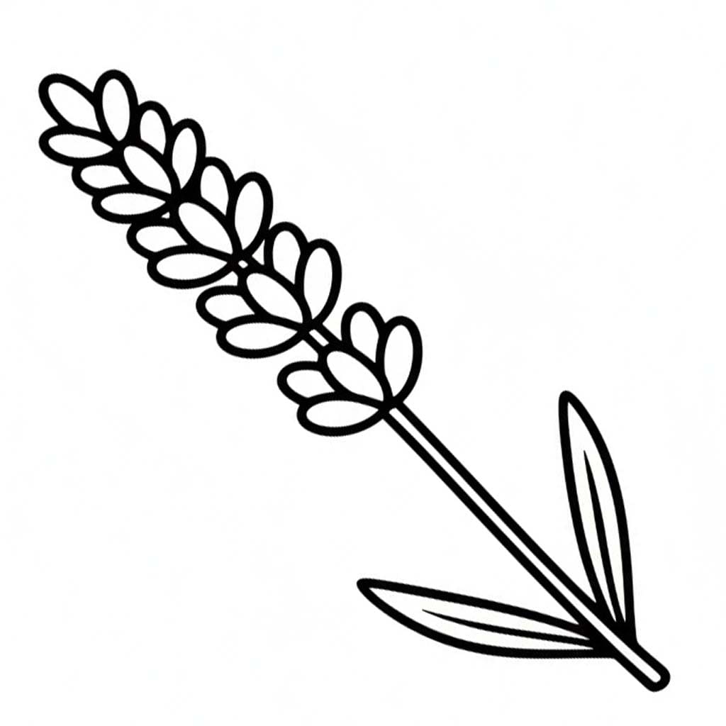 Fise de colorat cu Desenează Lavandă simplu