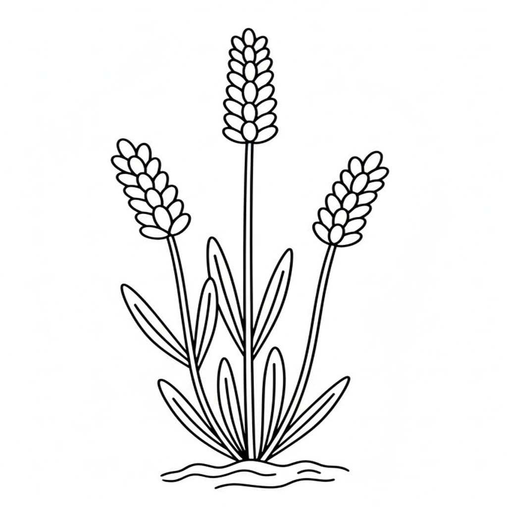 Fise de colorat cu Desenează Lavandă