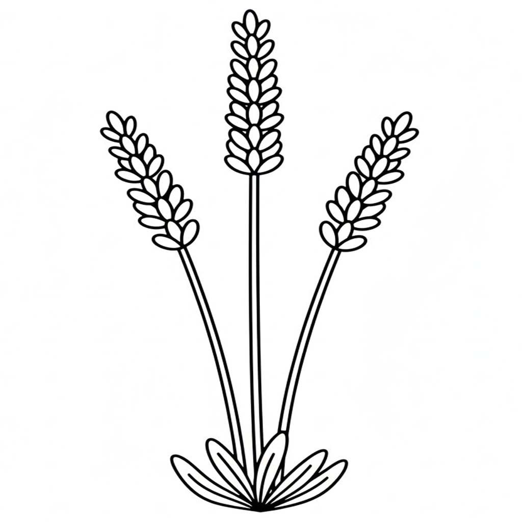 Fise de colorat cu Lavandă gratuit