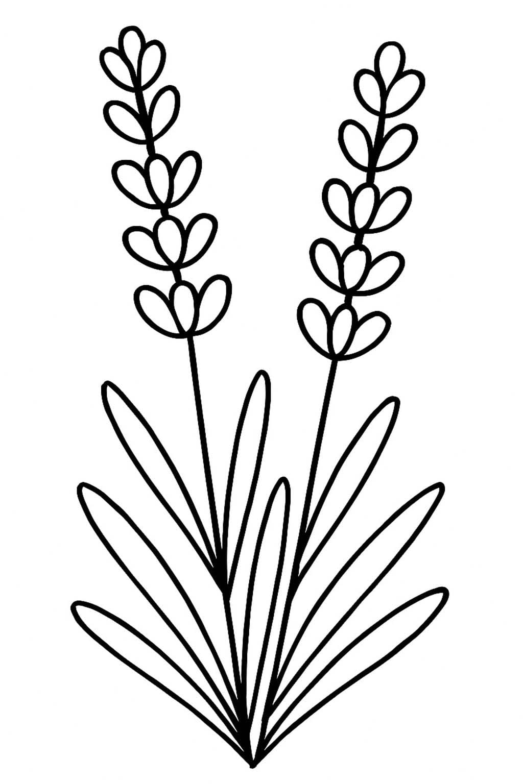 Fise de colorat cu Lavandă imprimabil gratuit bazic