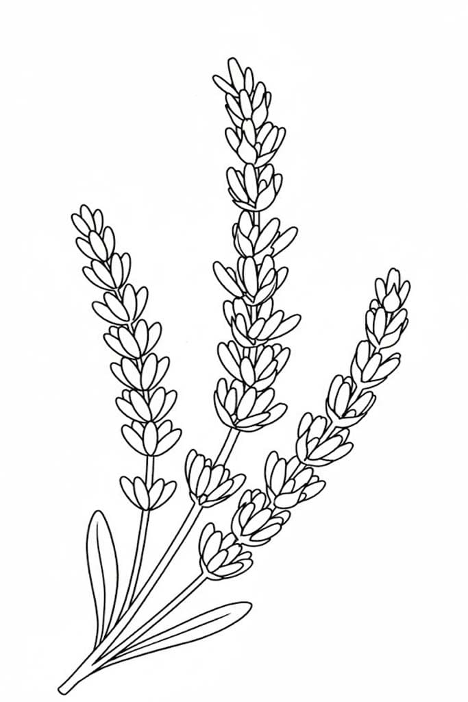 Fise de colorat cu Lavandă uşor la copii