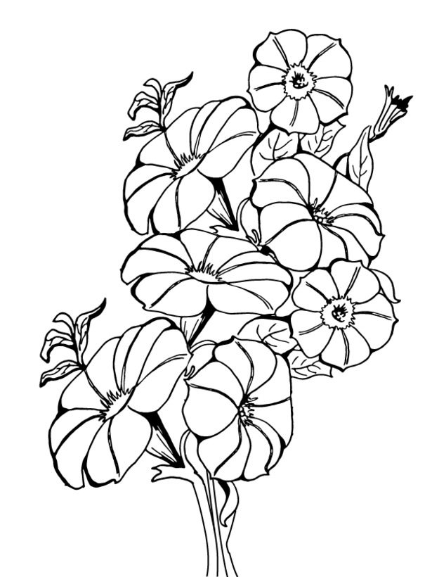 Fise de colorat cu Desenează Petunie simplu la copii