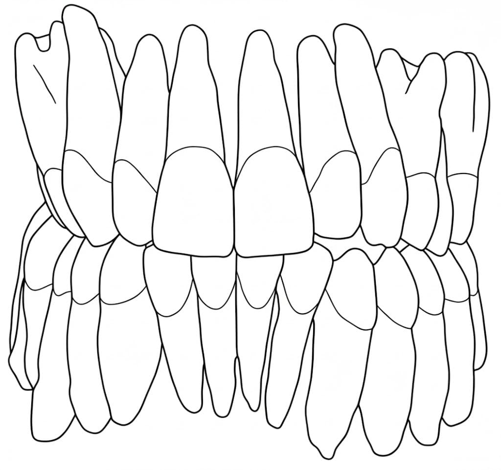 Fise de colorat cu Dinte imprimabil bazic