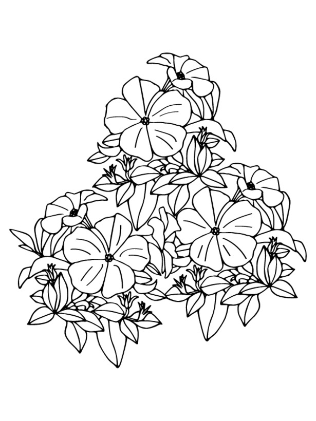 Fise de colorat cu Petunie gratuit simplu