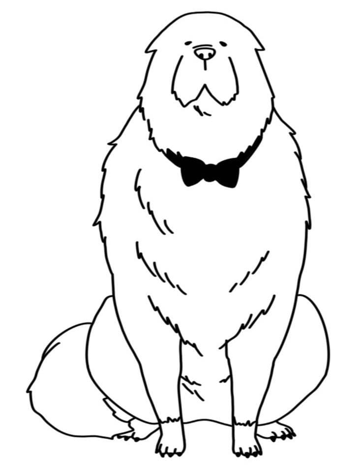 Fise de colorat cu Desenează Bond Forger Spy x Family