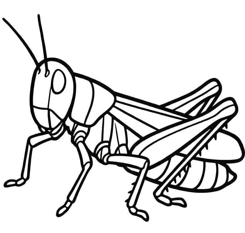 Fise de colorat cu Desenează Lăcustă bazic