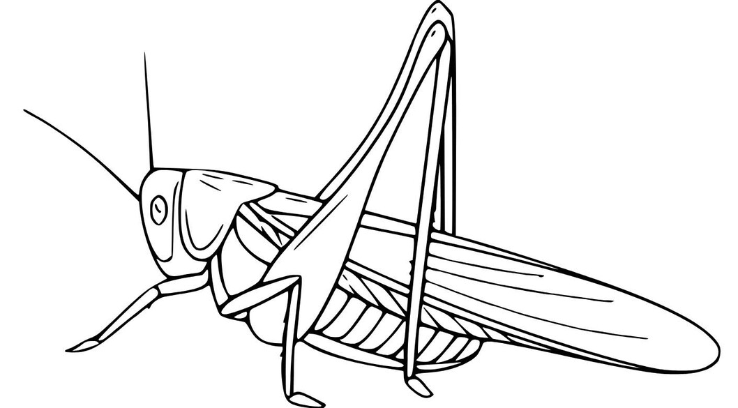 Fise de colorat cu Desenează Lăcustă imprimabil gratuit uşor