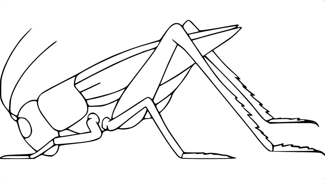 Fise de colorat cu Lăcustă imprimabil bazic