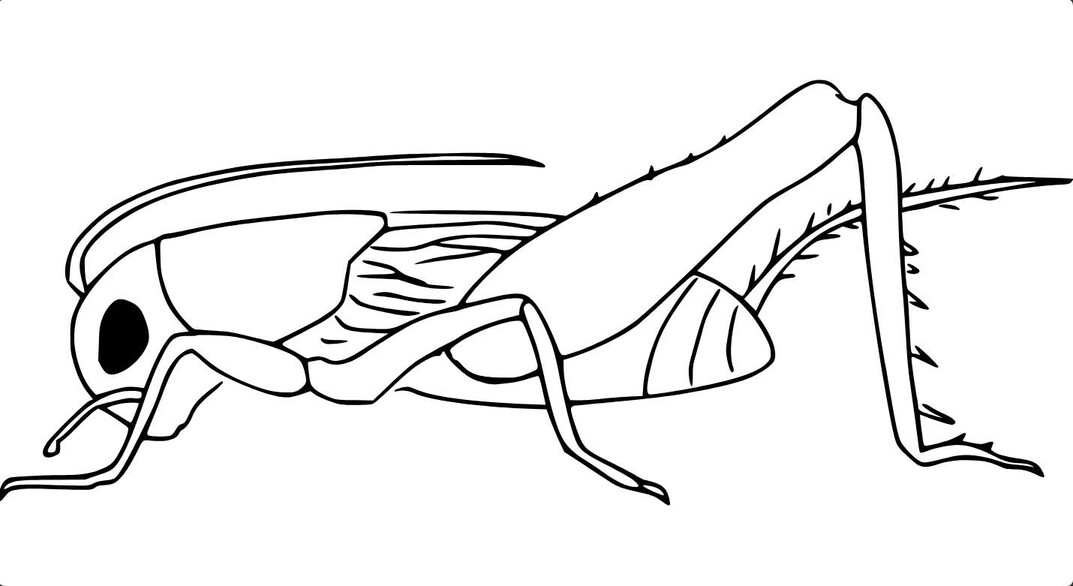 Fise de colorat cu Lăcustă uşor la copii
