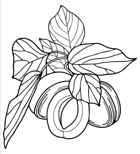 Fise de colorat cu Caisă gratuit bazic