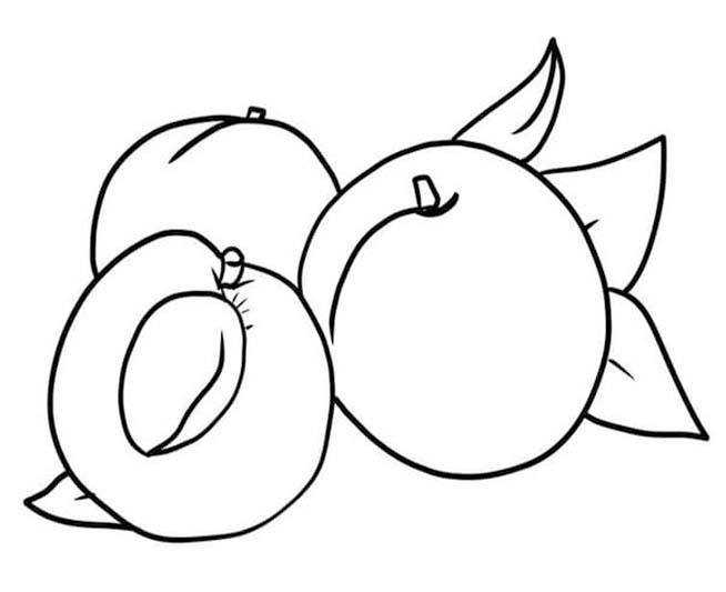 Fise de colorat cu Caisă gratuit simplu