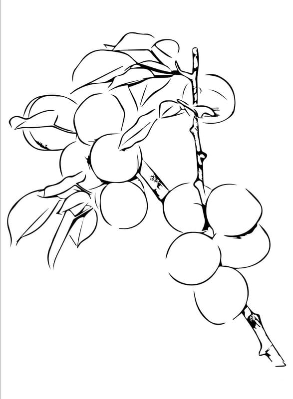 Fise de colorat cu Caisă imprimabil simplu