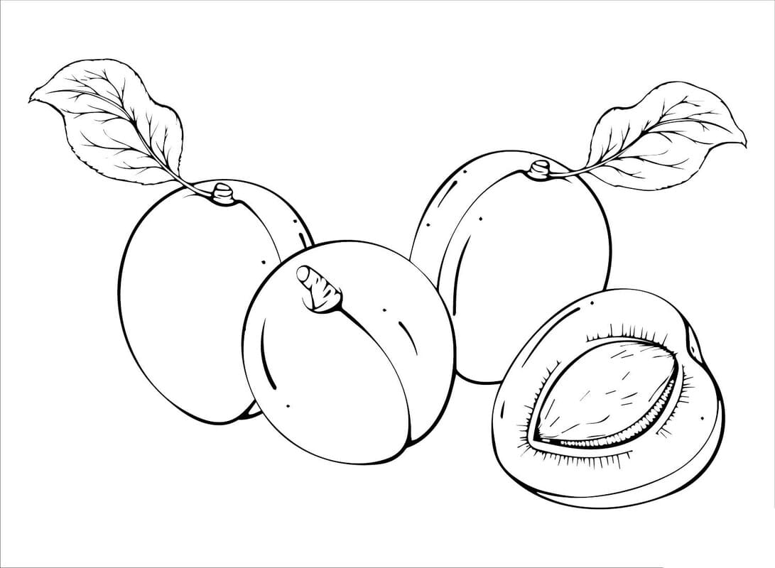 Fise de colorat cu Caisă imprimabil uşor