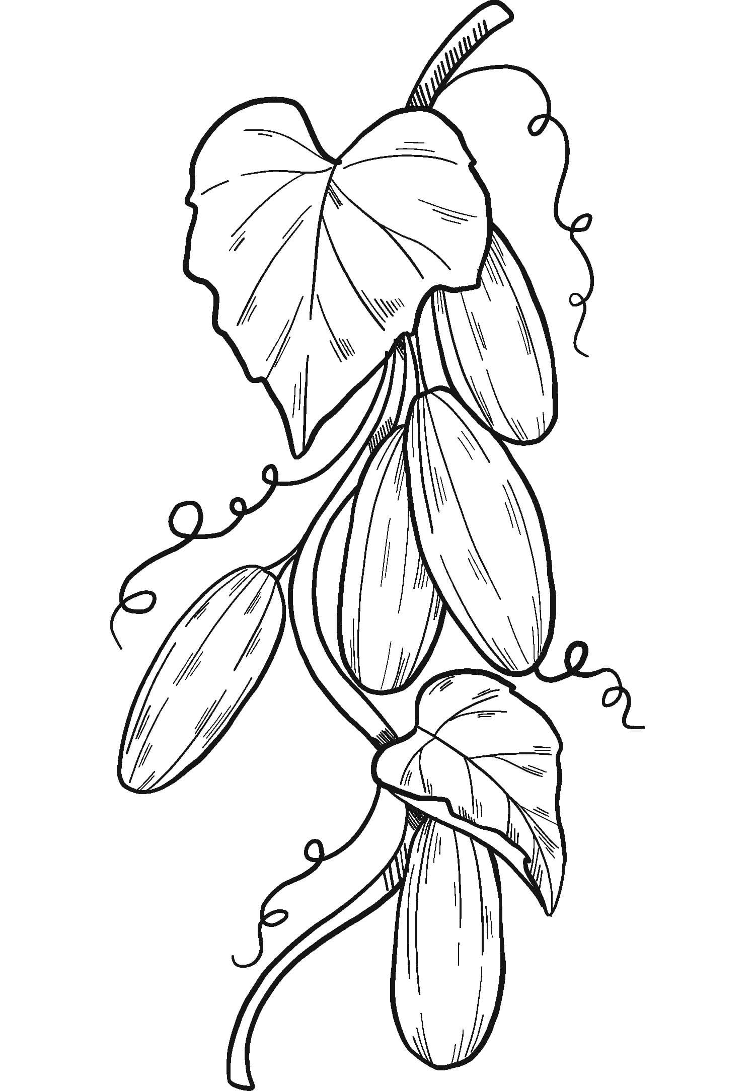 Fise de colorat cu Castravete imprimabil gratuit uşor