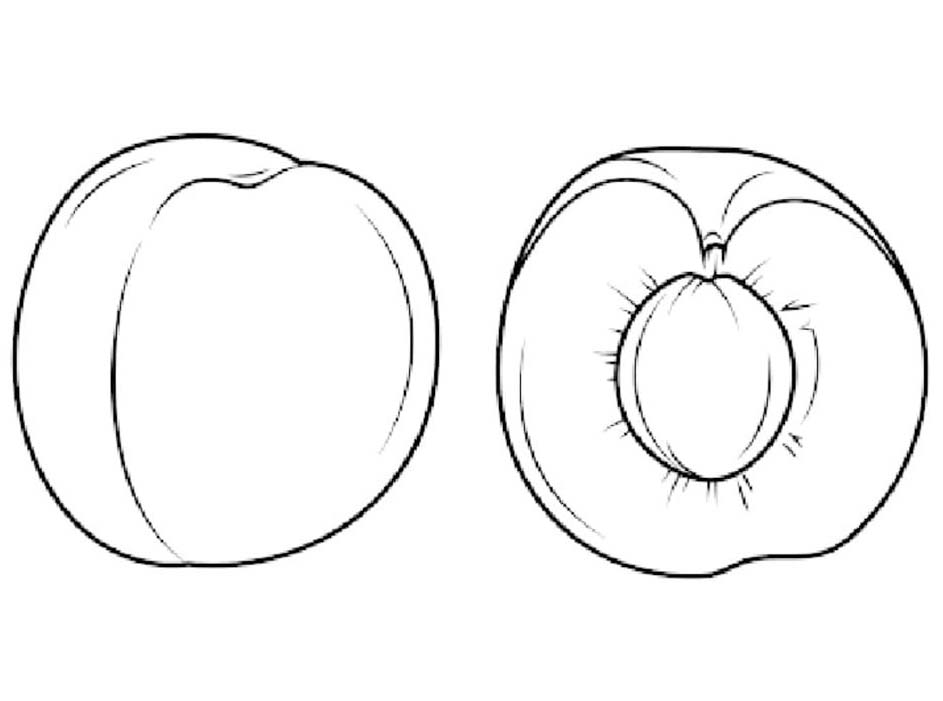 Fise de colorat cu Desenează Caisă imprimabil bazic