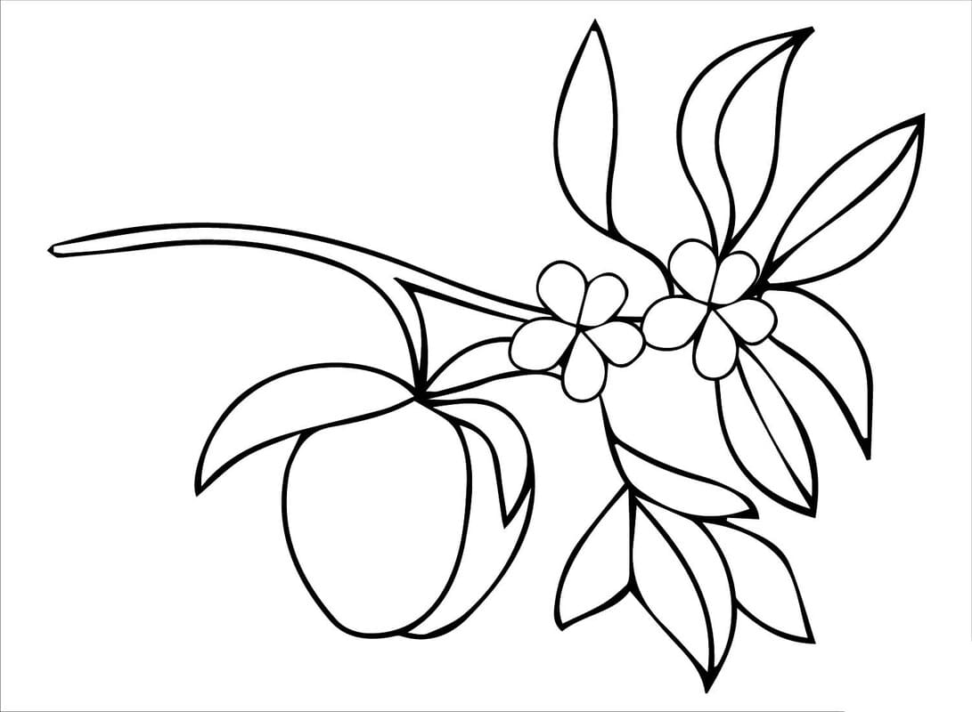 Fise de colorat cu Desenează Caisă imprimabil gratuit simplu