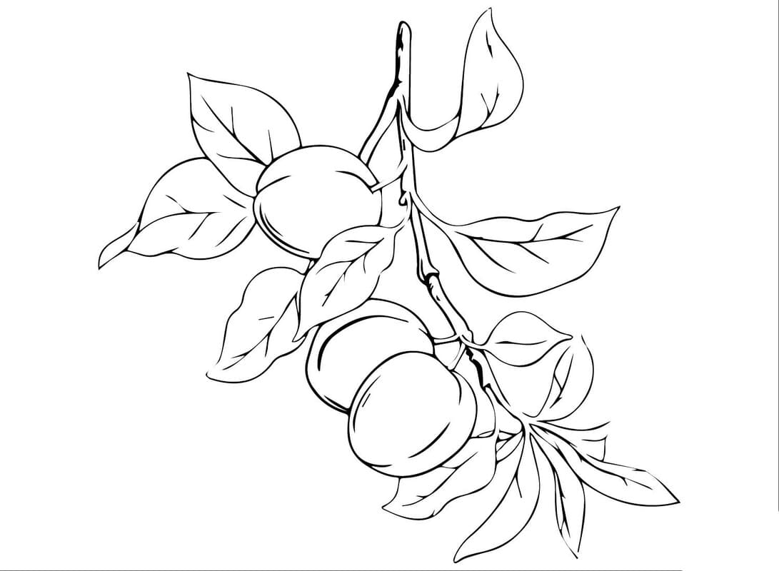 Fise de colorat cu Desenează Caisă imprimabil gratuit uşor