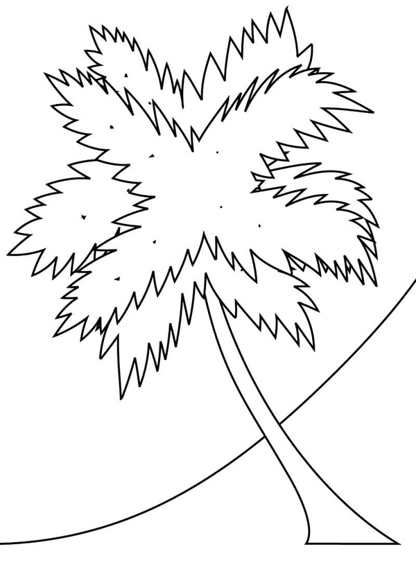 Fise de colorat cu Desenează Palmier imprimabil